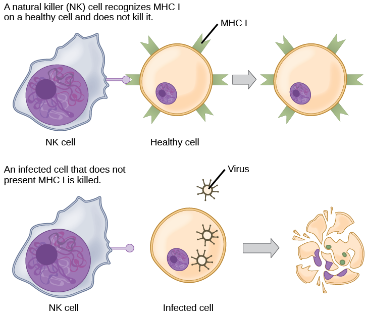 Healthy, uninfected cells present M H C I on their surface. A natural killer cell recognizes the M H C I and does not kill the cell. An infected cell that does not produce M H C I is killed.