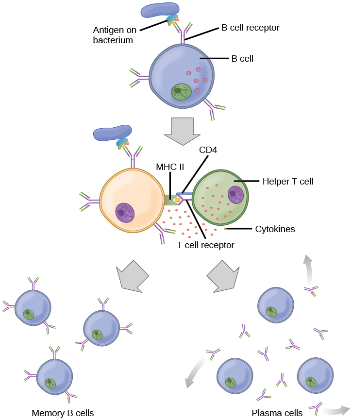 Illustration shows activation of a B cell. An antigen on the surface of a bacterium binds the B cell receptor. The b cell engulfs the antigen, and presents an epitope on its surface in conjunction with a M H C I I receptor. A T cell receptor and C D 4 molecule on the surface of a helper T cell recognize the epitopes M H C I I complex and activate the B cell. The B cell divides and turns into memory B cells and plasma cells. Memory B cells present antigen on their surface. Plasma B cells excrete antigen.