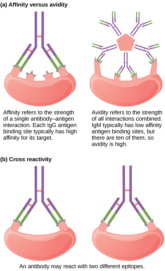 Part A compares affinity and avidity. Affinity refers to the strength of a single antibody antigen interaction. Each I g G antigen-binding site typically has high affinity for its target. Avidity refers to the strength of all interactions combined, I g M typically has low affinity antigen binding sites, but there are ten of them so avidity is high. Part B describes cross reactivity, a situation in which an antibody reacts with two different epitopes.