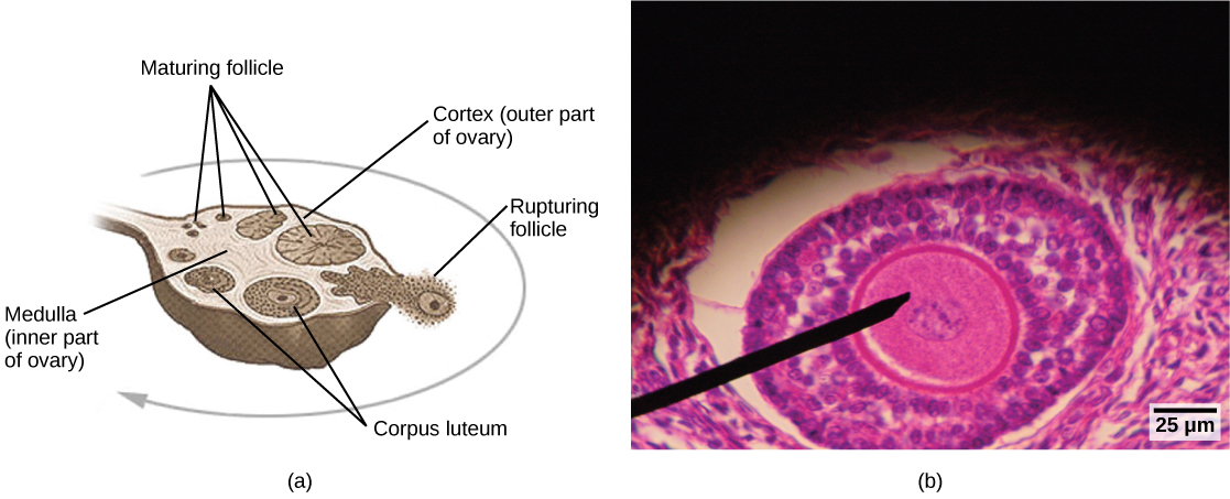 Illustration A shows a cross section of a human ovary, which is oval with a stem-like structure at one end that anchors it to the uterus. The central part of the ovary is the medulla, and the outer part is the cortex. Follicles exist in the cortex. Small, immature follicles are located near this stem-like structure. As a follicle matures, it grows and moves toward the edge of the ovary opposite the stem, it ruptures, releasing the egg. The follicle is now called a corpus luteum. The corpus luteum matures and moves back toward the stem, along the opposite edge of the ovary from which the follicle matured. The corpus luteum shrinks and eventually disintegrates. The light micrograph shows an oval follicle with a large oocyte located at the center. Around the oocyte are much smaller cells.