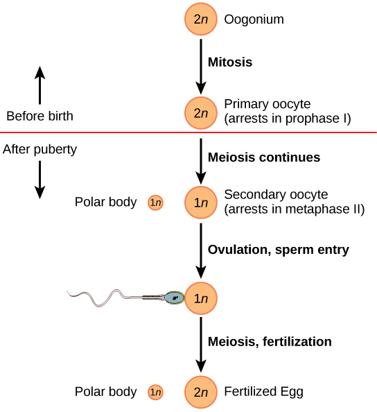Oogenesis begins when the 2 n oogonium undergoes mitosis, producing a primary oocyte. The primary oocytes arrest in prophase I before birth. After puberty, meiosis of one oocyte per menstrual cycle continues, resulting in a 1 n secondary oocyte that arrests in metaphase I I and a polar body. Upon ovulation and sperm entry, meiosis is completed and fertilization occurs, resulting in a polar body, shown as 1 n, and a fertilized egg, 2 n.