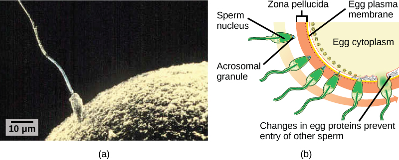 Part A is a micrograph that shows a sperm whose head is touching the surface of an egg. The egg is much larger than the sperm. Part B is an illustration that shows the surface of the egg, which is coated with a zona pellucida. The sperm penetrates the zona pellucida, then the egg plasma membrane and releases its D N A into the egg cytoplasm. At this point, changes in proteins just inside the egg's cell membrane occur, preventing entry of other sperm.
