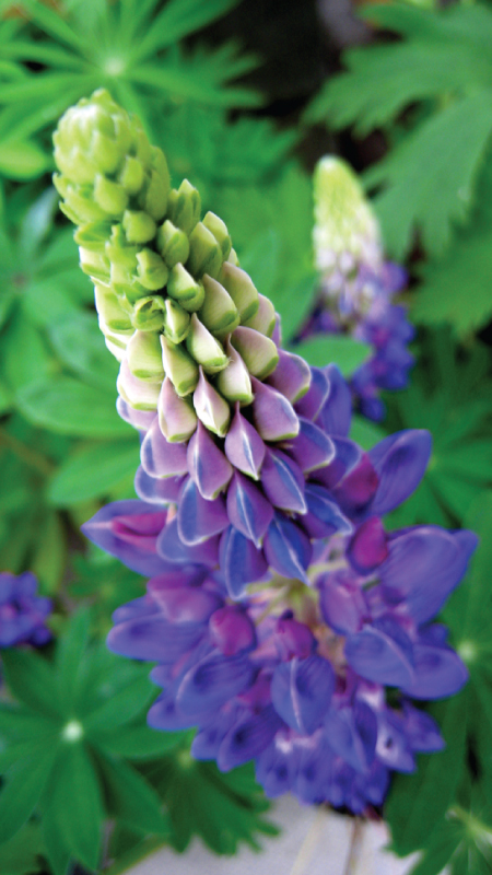 This photo depicts a wild lupine flower, which is long and thin with clam-shaped petals radiating out from the center. The bottom third of the flower is blue, the middle is pink and blue, and the top is green.
