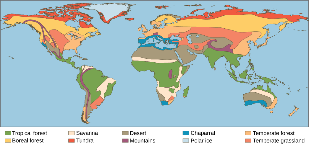 This world map shows the eight major biomes, polar ice, and mountains. Tropical forests, deserts and savannas are found primarily in South America, Africa, and Australia. Tropical forests also dominate Southeast Asia. Deserts dominate the Middle East and are found in the southwestern United States. Temperate forests dominate the eastern United States, Europe, and Eastern Asia. Temperate grasslands dominate the midwestern United States and parts of Asia, and are also found in South America. The boreal forest is found in northern Canada, Europe, and Asia, and tundra exists to the north of the boreal forest in each of these regions. Mountainous regions run the length of North and South America, and are found in northern India, Africa, and parts of Europe. Polar ice covers Greenland.