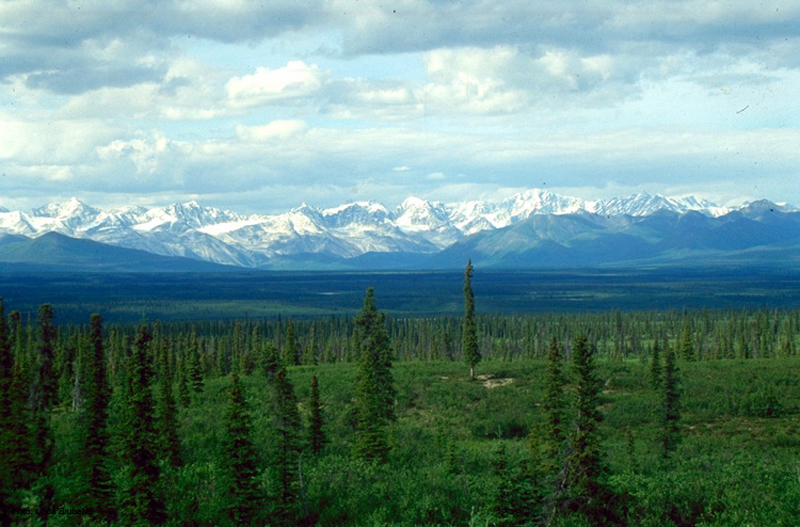 The photo shows a boreal forest with a uniform low layer of plants and tall conifers scattered throughout the landscape. The snowcapped mountains of the Alaska Range are in the background.
