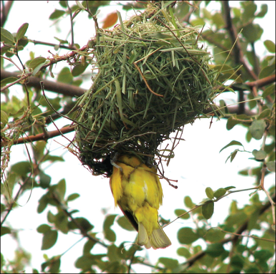 Photo shows a yellow bird building a nest in a tree.