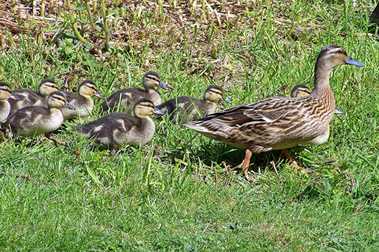 Photo shows a mother duck walking across a field of grass.  She is trailed by 7 small ducklings.