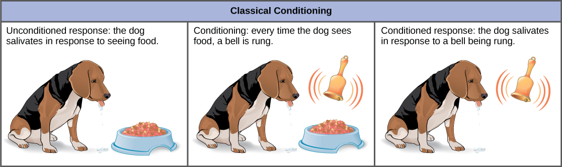 In the unconditioned response, a dog salivates in response to seeing food. The dog is then conditioned by the ringing of a bell every time it sees food. After conditioning, the dog salivates in response to the bell, even if no food is present. This is called a conditioned response.