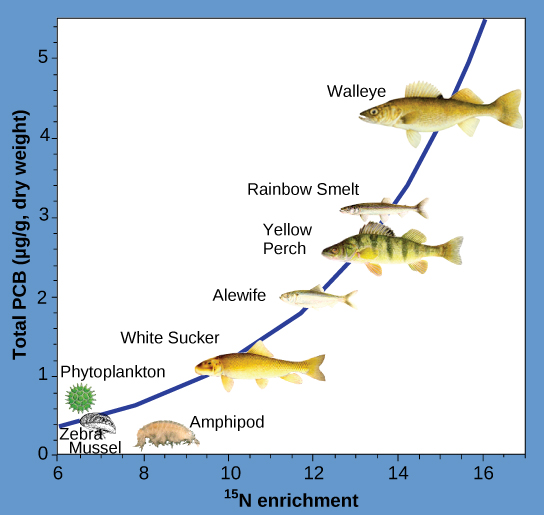 The illustration is a graph that plots total P C Bs in micrograms per gram of dry weight versus nitrogen 15 enrichment, shows that P C Bs become increasingly concentrated at higher trophic levels. The slope of the graph becomes increasingly steep from phytoplankton, the primary consumer, to walleye, the tertiary consumer.