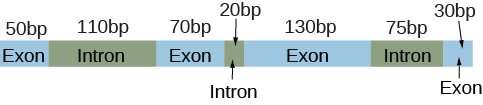 An illustration shows an R N A transcript including seven boxes and their associated lengths in base pairs (abbreviated b p) labeled, left to right, as exon with 50 b p, intron with 110 b p, exon with 70 b p, intron with 20 b p, exon with 130 b p, intron with 75 b p, and exon with 30 b p.