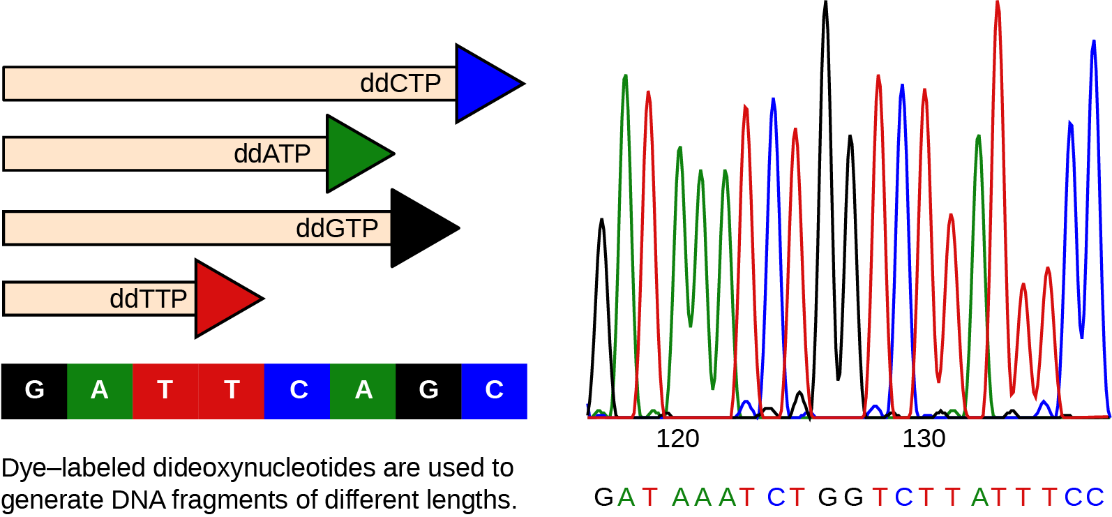 The left part of this illustration shows a parent strand of D N A with the sequence G A T T C A G C, and four daughter strands, each of which was made in the presence of a different dideoxynucleotide: lower case d lower case d upper case A upper case T upper case P, and lower case d lower case d upper case C upper case T upper case P, and lower d lower d upper G upper T upper P, or lower d lower d upper T upper T upper P. The growing chain terminates when a lower d lower d upper N T P is incorporated, resulting in daughter strands of different lengths. The right part of this image shows the separation of the D N A fragments on the basis of size. Each lower d lower d upper N T P is fluorescently labeled with a different color so that the sequence can be read by the size of each fragment and its color.