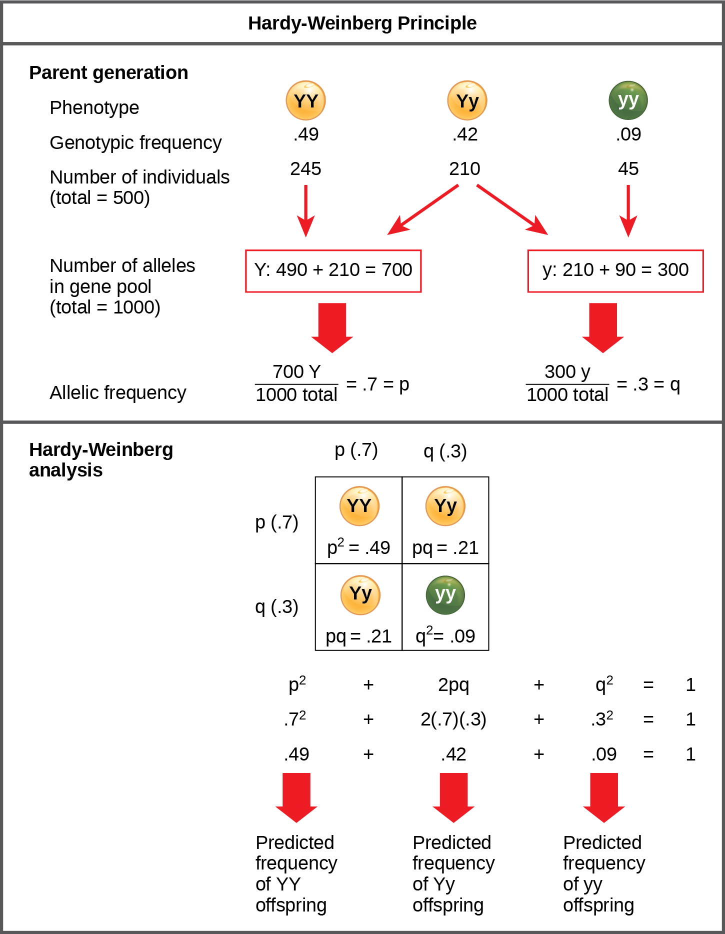 Population Evolution Biology 2e