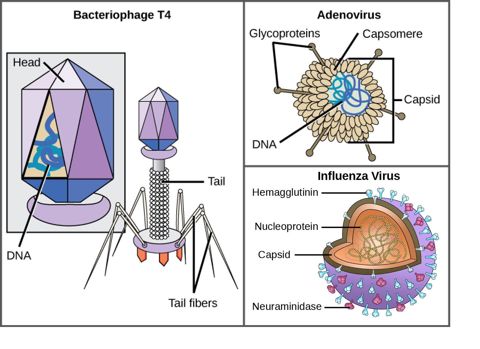Illustration a shows bacteriophage T 4, which houses its D N A genome in a hexagonal head. A long, straight tail extends from the bottom of the head. Tail fibers attached to the base of the tail are bent, like spider legs. In b, adenovirus houses its D N A genome in a round capsid made from many small capsomere subunits. Glycoproteins extend from the capsomere, like pins from a pincushion. In c, the H I V retrovirus houses its R N A genome and a bullet-shaped capsid. A spherical viral envelope, lined with matrix proteins, surrounds the capsid. Two different varieties of glycoprotein spike are embedded in the envelope. Approximately 80 percent of the spikes are hemagglutinin. The remaining 20 percent or so of the glycoprotein spikes consist of neuraminidase.