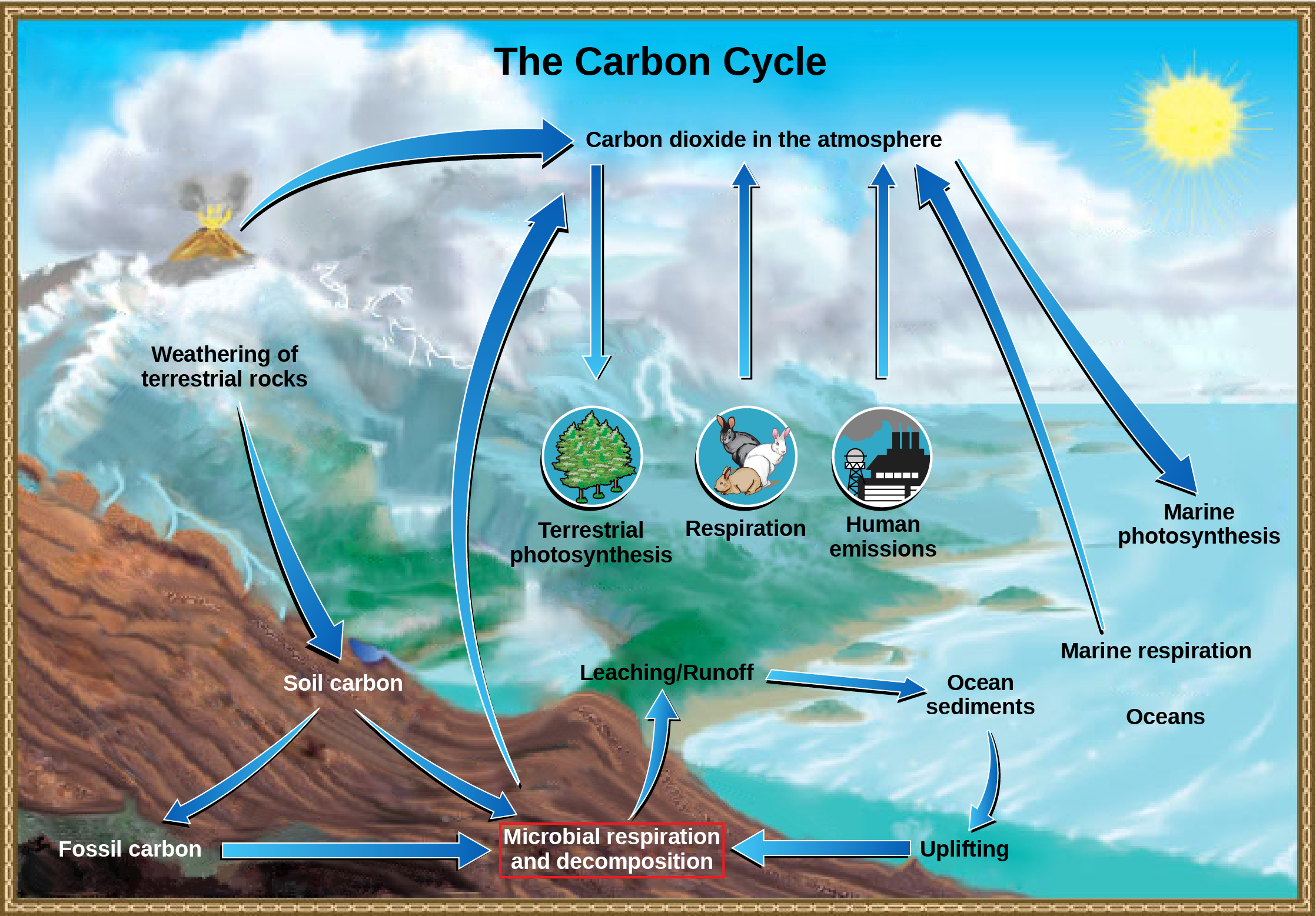 An illustration shows the carbon lifecycle.  Carbon dioxide in the atmosphere occurs by way of volcanic eruptions, animal, microbial and marine respiration, and human emissions - such as from factories.  It is absorbed by terrestrial photosynthesis from plants, and marine photosynthesis.  The weathering of terrestrial rocks turns into soil carbon, which then branches into either fossil carbon, or microbial respiration and decomposition; fossil carbon also contributes to this.  This decomposition has a leaching, or runoff effect, and enters the ocean as sediments.
