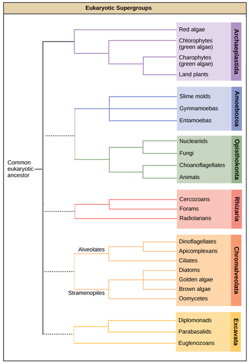 Protist Classification Chart