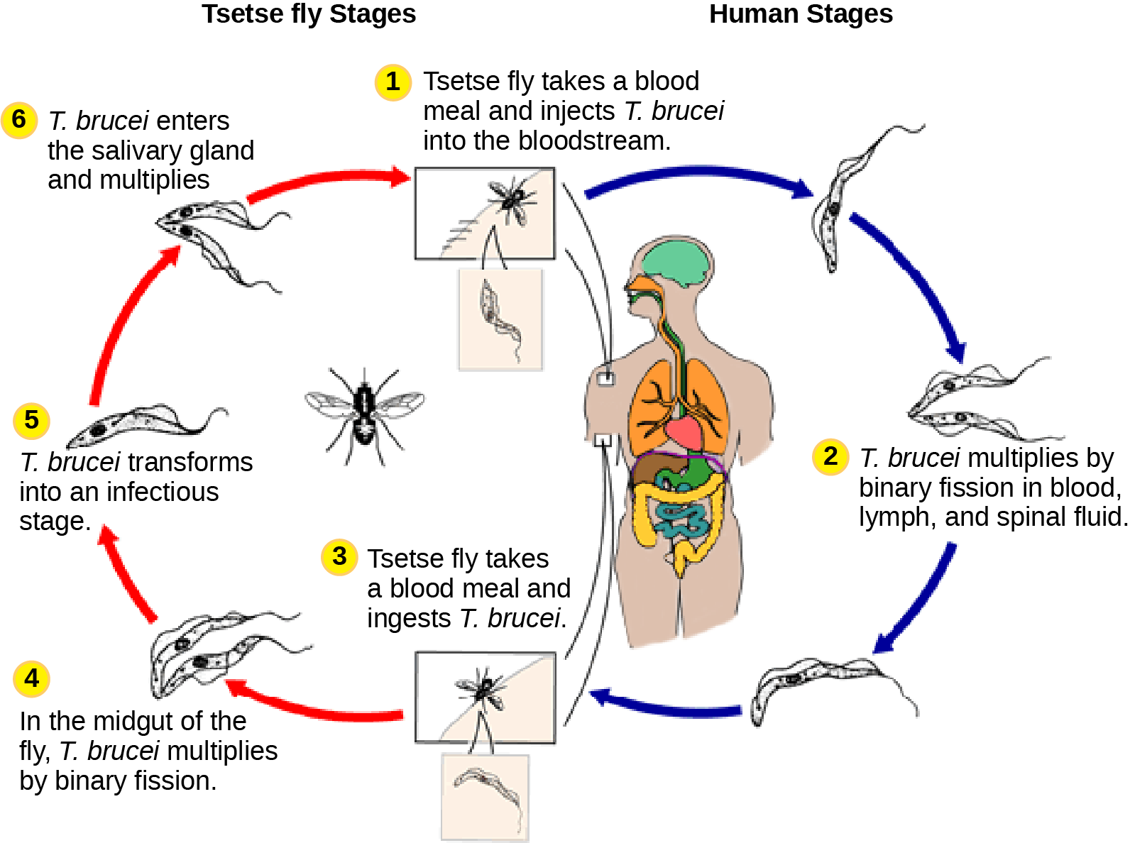 The life cycle of T brucei begins when the tetse fly takes a blood meal from a human host, and injects the parasite into the bloodstream. T brucei multiplies by binary fission in blood, lymph and spinal fluid. When another tsetse fly bites the infected person, it takes up the pathogen, which then multiplies by binary fission in the flys midgut. T brucei transforms into an infective stage and enters the salivary gland, where it multiplies. The cycle is completed when the fly takes a blood meal from another human.