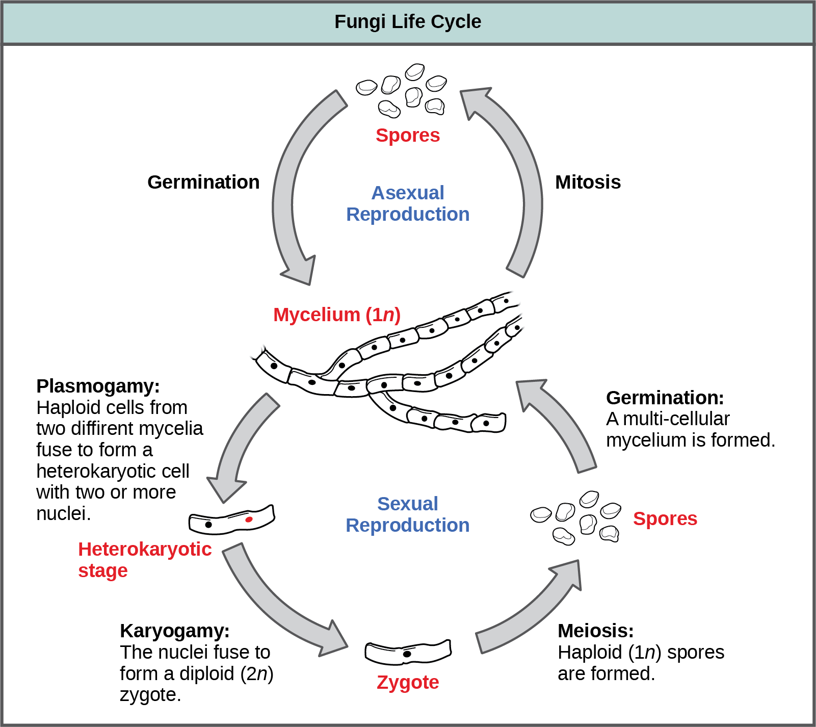 The asexual and sexual stages of reproduction of fungi are shown. In the asexual life cycle, a haploid (1n) mycelium undergoes mitosis to form spores. Germination of the spores results in the formation of more mycelia. In the sexual life cycle, the mycelium undergoes plasmogamy, a process in which haploid cells fuse to form a heterokaryon (a cell with two or more haploid nuclei). This is called the heterokaryotic stage. The dikaryotic cells (cells with two more more nuclei) undergo karyogamy, a process in which the nuclei fuse to form a diploid (2n) zygote. The zygote undergoes meiosis to form haploid (1n) spores. Germination of the spores results in the formation of a multicellular mycelium.