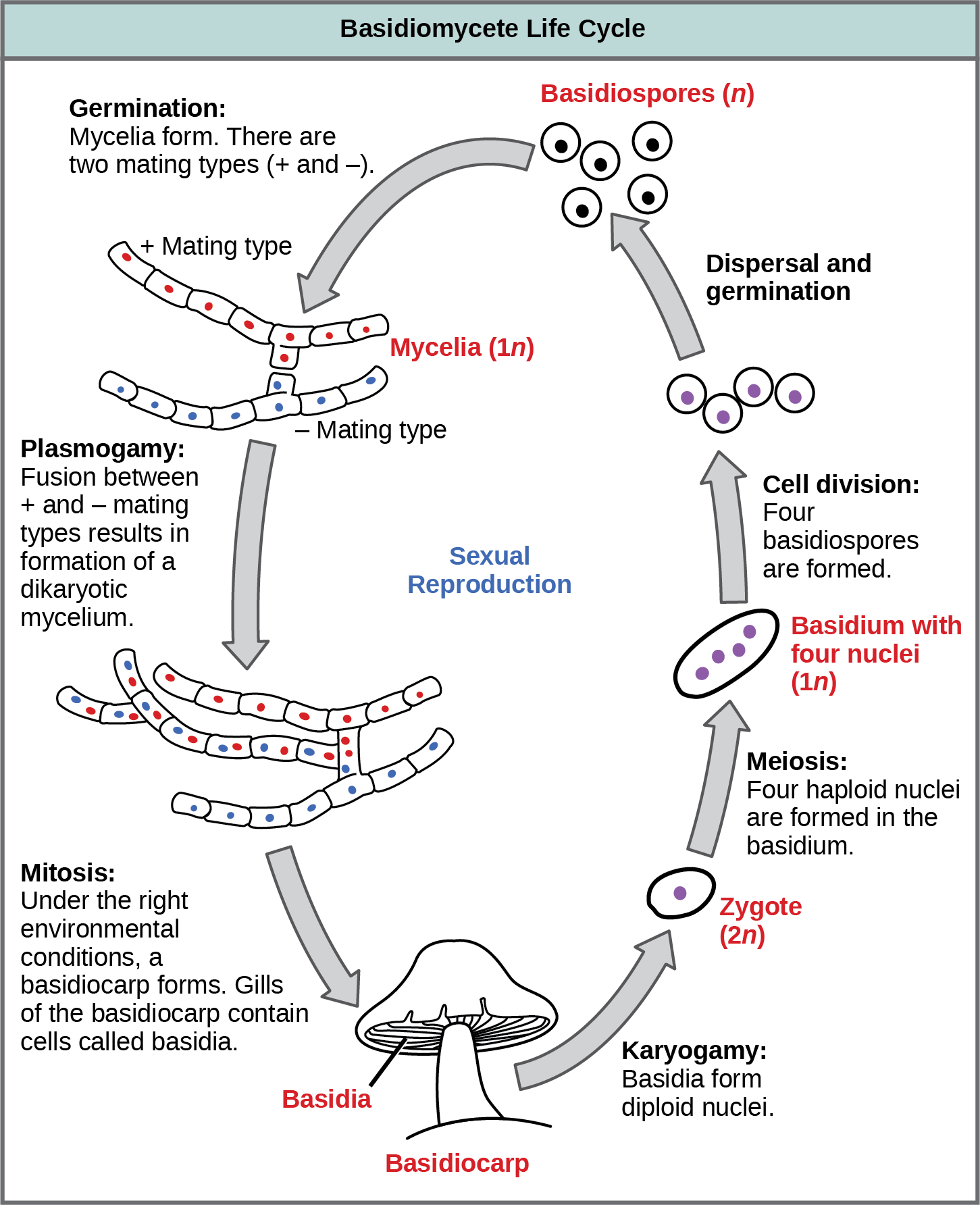 The life cycle of basidiomycetes, better known as mushrooms, is shown. Basidiomycetes have a sexual life cycle that begins with the germination of 1n basidiospores into mycelia with plus and minus mating types. In a process called plasmogamy, the plus and minus mycelia form a dikaryotic mycelium. Under the right conditions, the dikaryotic mycelium grows into a basdiocarp, or mushroom. Gills on the underside of the mushroom cap contain cells called basidia. The basidia undergo karyogamy to form a 2n zygote. The zygote undergoes meiosis to form cells with four haploid (1n) nuclei. Cell division results in four basidiospores. Dispersal and germination of basidiospores ends the cycle.