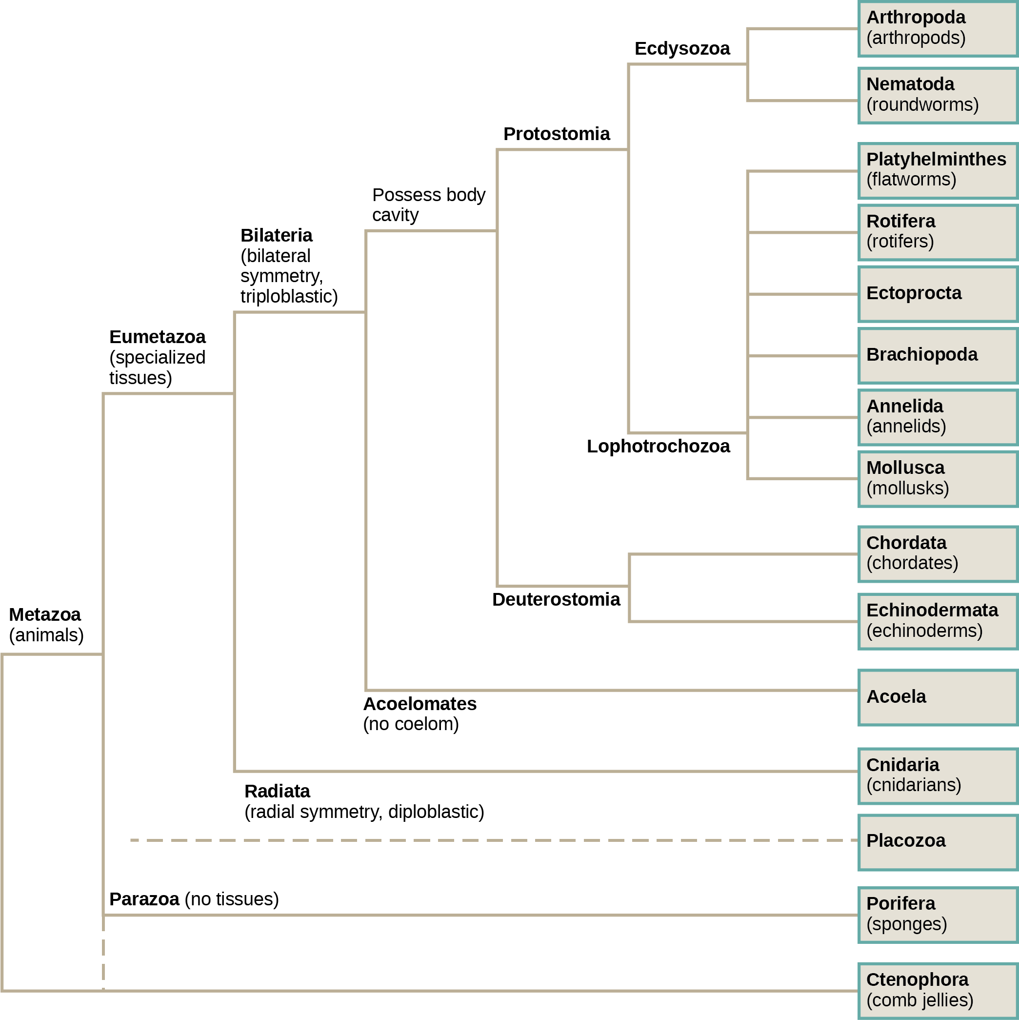 Comparing Characteristics Of Annelida And Arthropoda Chart