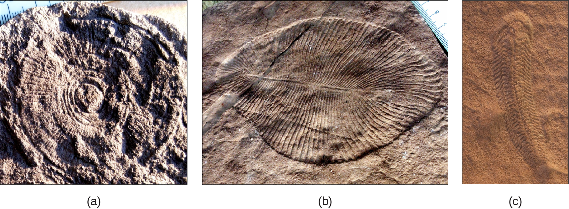 Part a shows a fossil that resembles a wheel, with spokes radiating out from the center, imprinted on a rock. Part b shows a fossil that resembles a teardrop shaped leaf, with grooves radiating out from a central rib. Part c shows a fossil that is much longer than it is wide, with many small ribs and a tail.