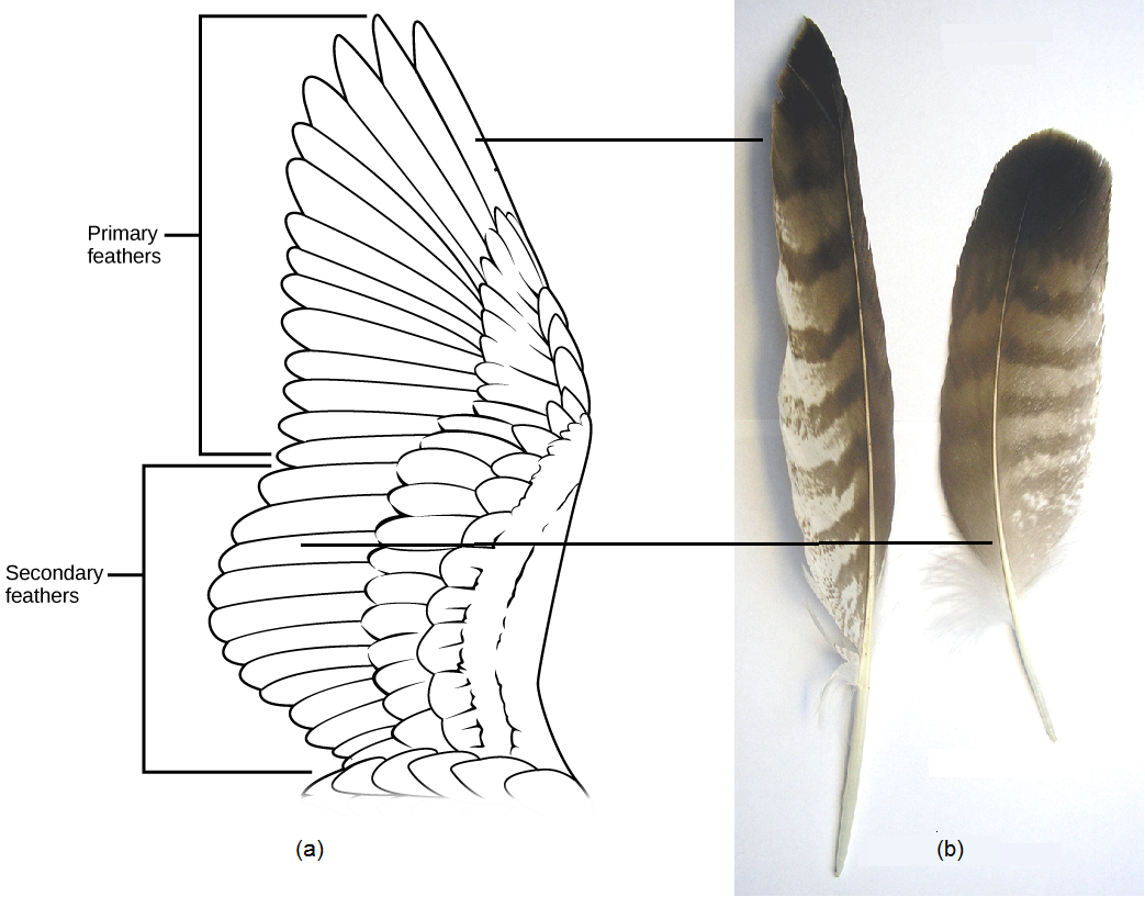 The illustration shows a birds wing, which has two layers of flight feathers, the long primary feathers and the shorter secondary feathers, which overlay the primary feathers. Also depicted are photographs of feathers displaying the same components