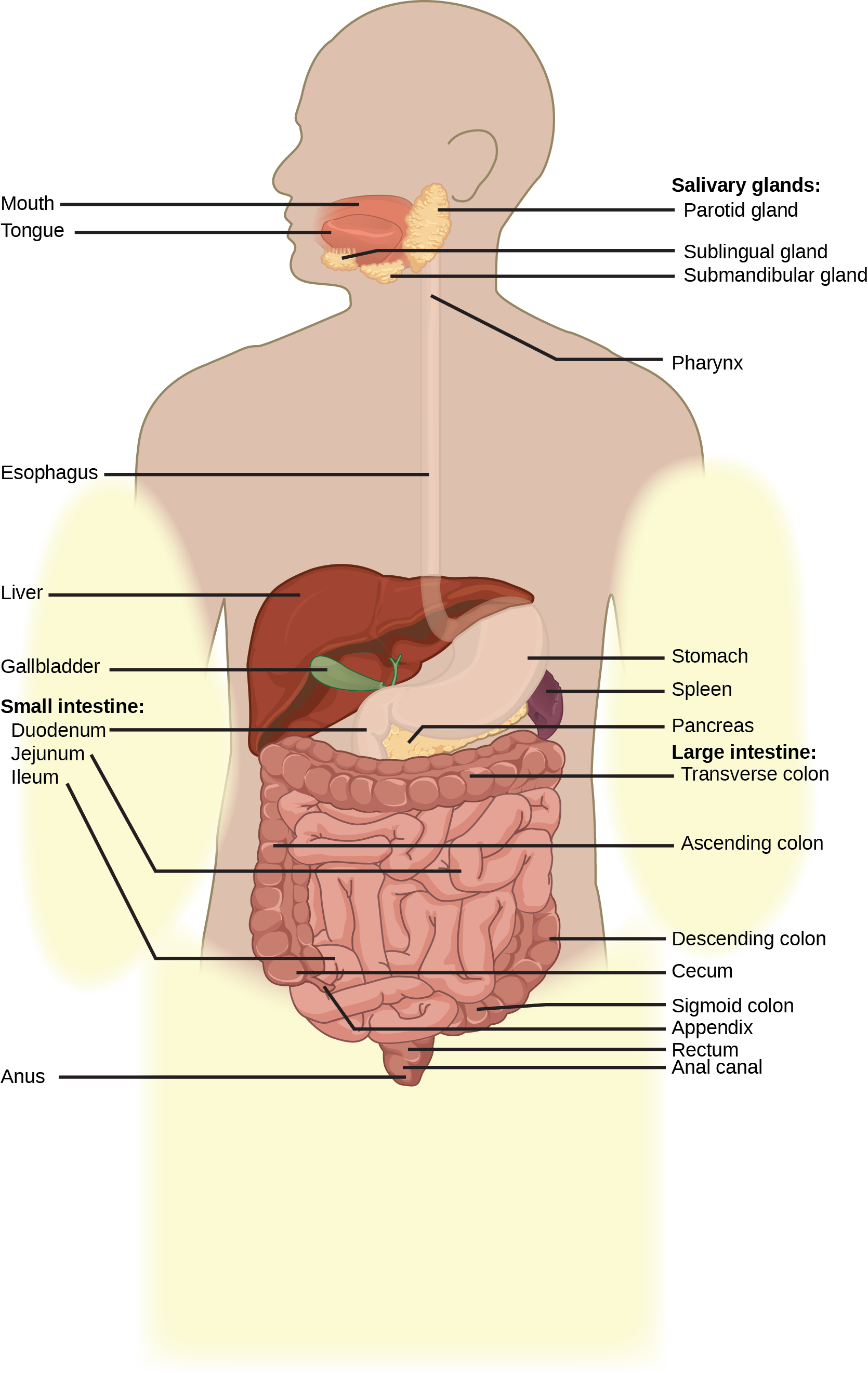 Digestive Systems – Biology 2e pepsin diagram 