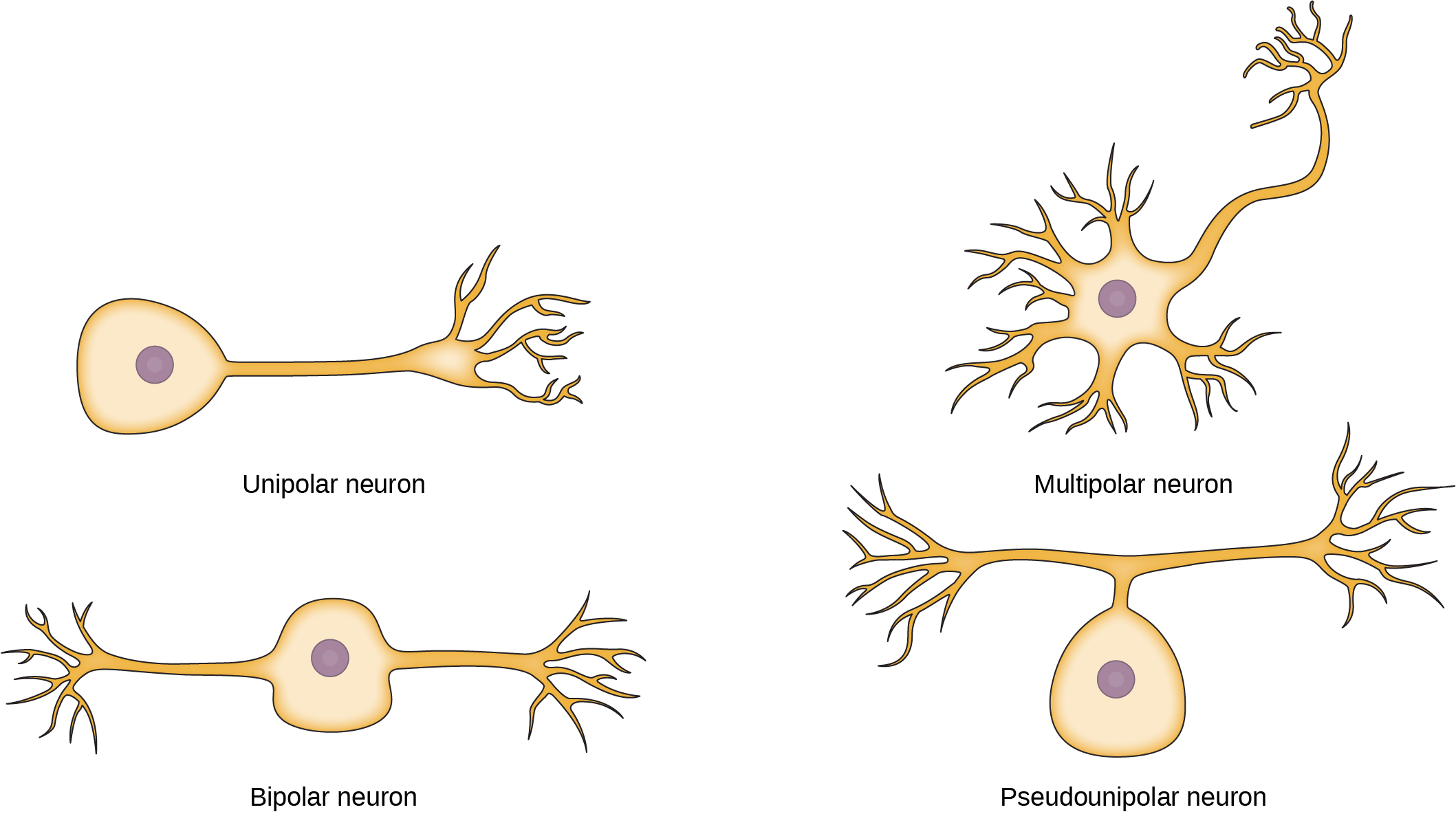 The unipolar cell has a single, long axon extending from the cell body. The bipolar neuron has two axons projecting from opposite sides of the cell body. The multipolar neuron has one long axon and several short, highly branched axons extending in all directions. The pseudounipolar neuron has one axon that forms two branches a short distance from the cell body, each of which extends in a different direction.