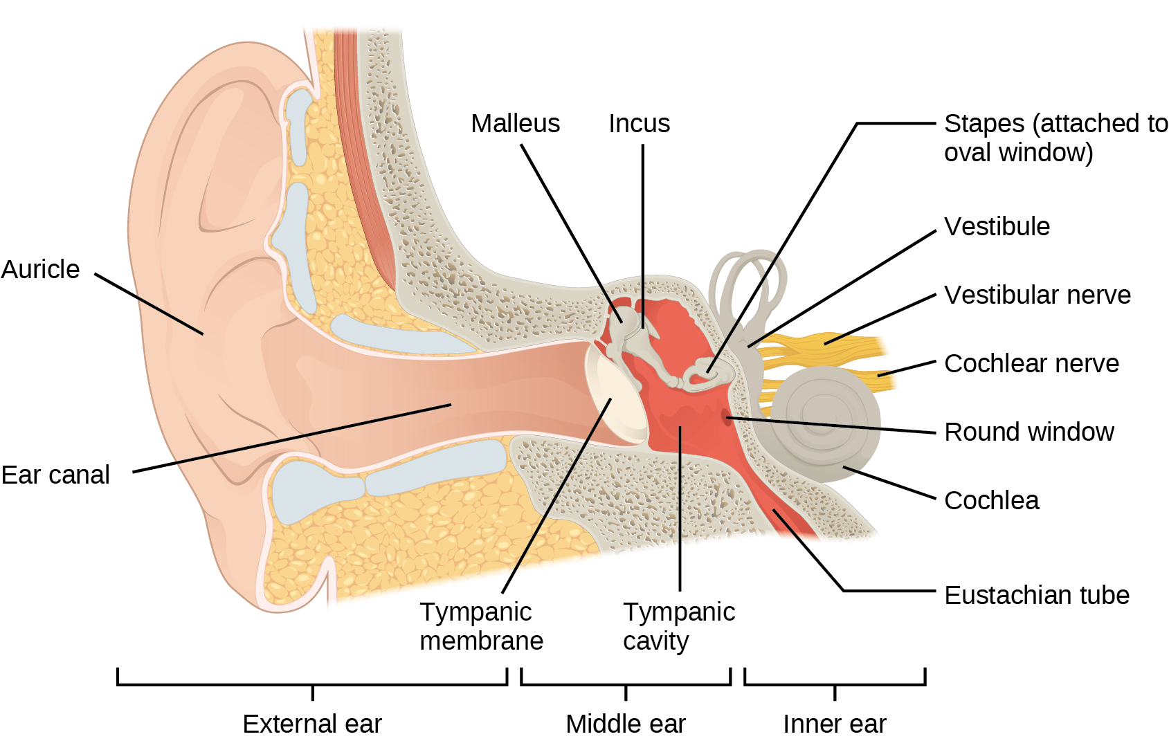This image shows the structure of the ear with the major parts labeled. The external ear contains the auricle, ear canal, and tympanic membrane. The middle ear contains the ossicles and is connected to the pharynx by the Eustachian tube. The inner ear contains the cochlea and vestibule, which are responsible for audition and equilibrium, respectively.