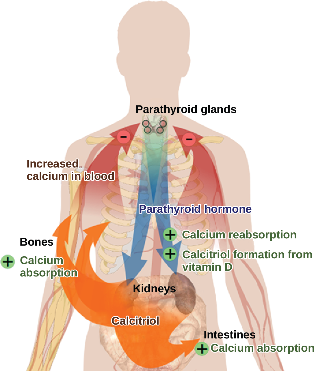 The parathyroid glands, which are located in the neck, release parathyroid hormone, or P T H. P T H causes the release of calcium from bone and triggers the reabsorption of calcium from the urine in the kidneys. P T H also triggers the formation of calcitriol from vitamin D. Calcitriol causes the intestines to absorb more calcium. The result is increased calcium in the blood.