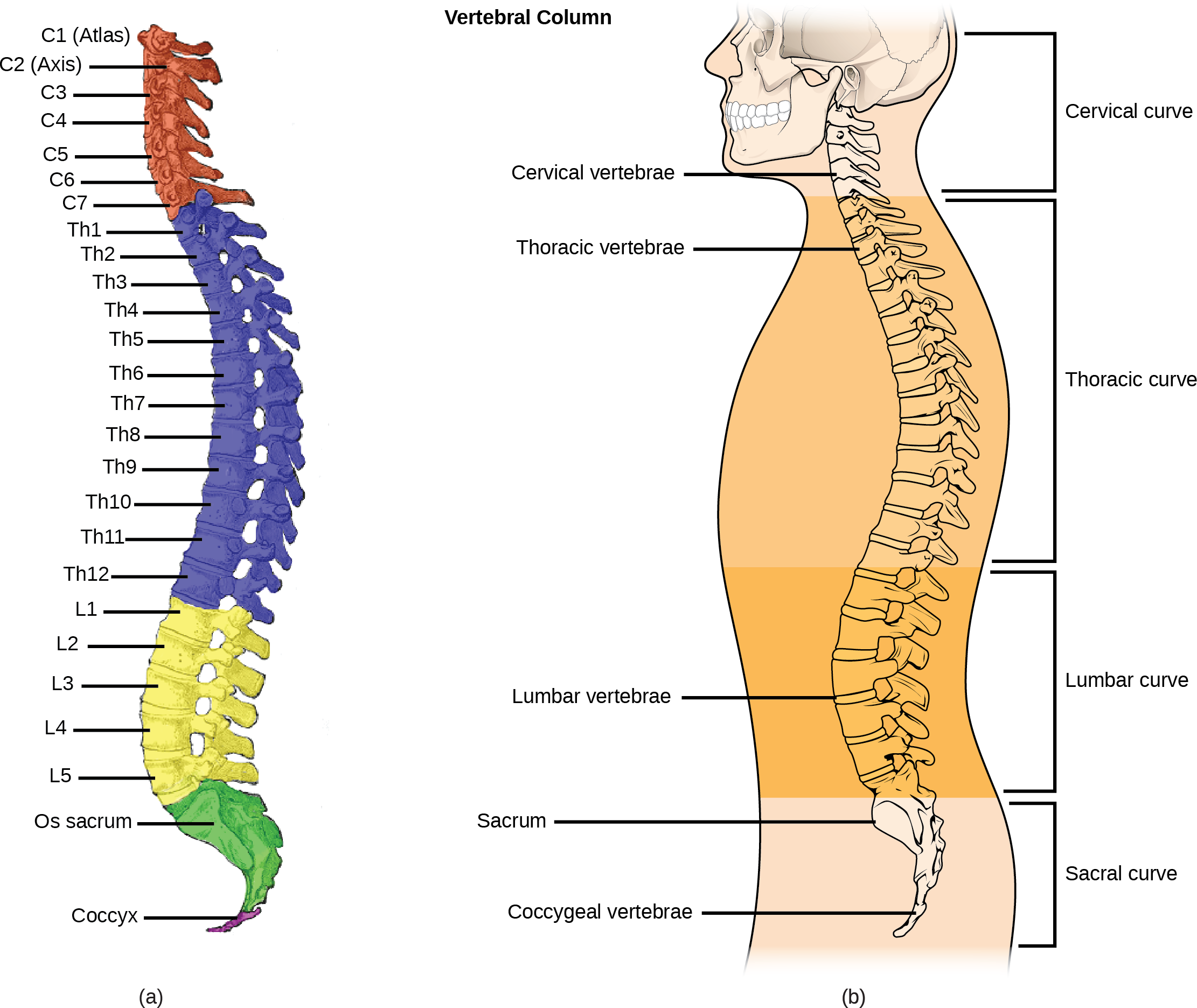 Illustration A shows all the vertebrae in a vertebral column. Illustration B shows that different sections of vertebrae curve in different directions. The cervical vertebrae in the neck curve toward the front of the body. The top cervical vertebrae is called the atlas, or c 1.  The next bone down is the c 2, or axis.  There are 7 cerebral vertebrae.  Next are the thoracic vertebrae, which extend from the neck to the bottom of the rib cage, curve toward the back of the body.  These are labeled as T h 1, which is the first thoracic vertebrae below the cervicals, to t h 12, which is the lowest of the thoracic vertebrae.  Next are the lumbar vertebrae, which extend to the bottom of the back, curve toward the front again. These lumbar vertebrae are labeled L 1, which is the next vertebrae below the thoracics, thorugh L 5, which is the lowest lumbar vertebrae.  The sacrum and the coccygeal vertebrae make up the sacral curve that curves toward the back.  The sacrum is above the coccyx.