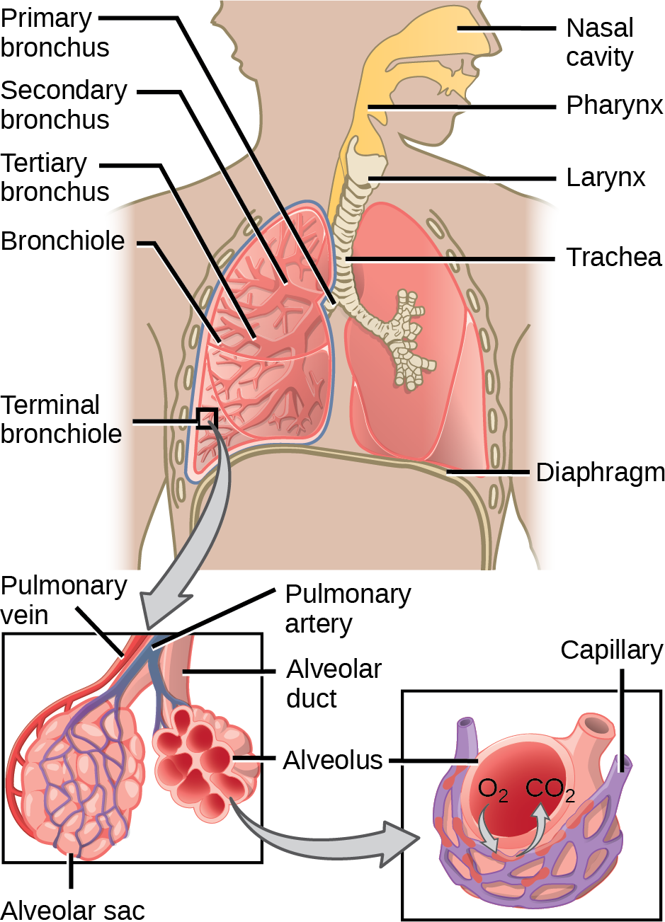 The illustration shows the flow of air through the human respiratory system. The nasal cavity is a wide cavity above and behind the nostrils, and the pharynx is the passageway behind the mouth. The nasal cavity and pharynx join and enter the trachea through the larynx. The larynx is somewhat wider than the trachea and flat. The trachea has concentric, ring-like grooves, giving it a bumpy appearance. The trachea bifurcates into two primary bronchi, which are also grooved. The primary bronchi enter the lungs, and branch into secondary bronchi. The secondary bronchi in turn branch into many tertiary bronchi. The tertiary bronchi branch into bronchioles, which branch into terminal bronchioles. Each terminal bronchiole ends in an alveolar sac. Each alveolar sac contains many alveoli clustered together, like bunches of grapes. The alveolar duct is the air passage into the alveolar sac. The alveoli are hollow, and air empties into them. Pulmonary arteries bring deoxygenated blood to the alveolar sac (and thus appear blue), and pulmonary veins return oxygenated blood (and thus appear red) to the heart. Capillaries form a web around each alveolus. The diaphragm is a membrane that pushes up against the lungs.