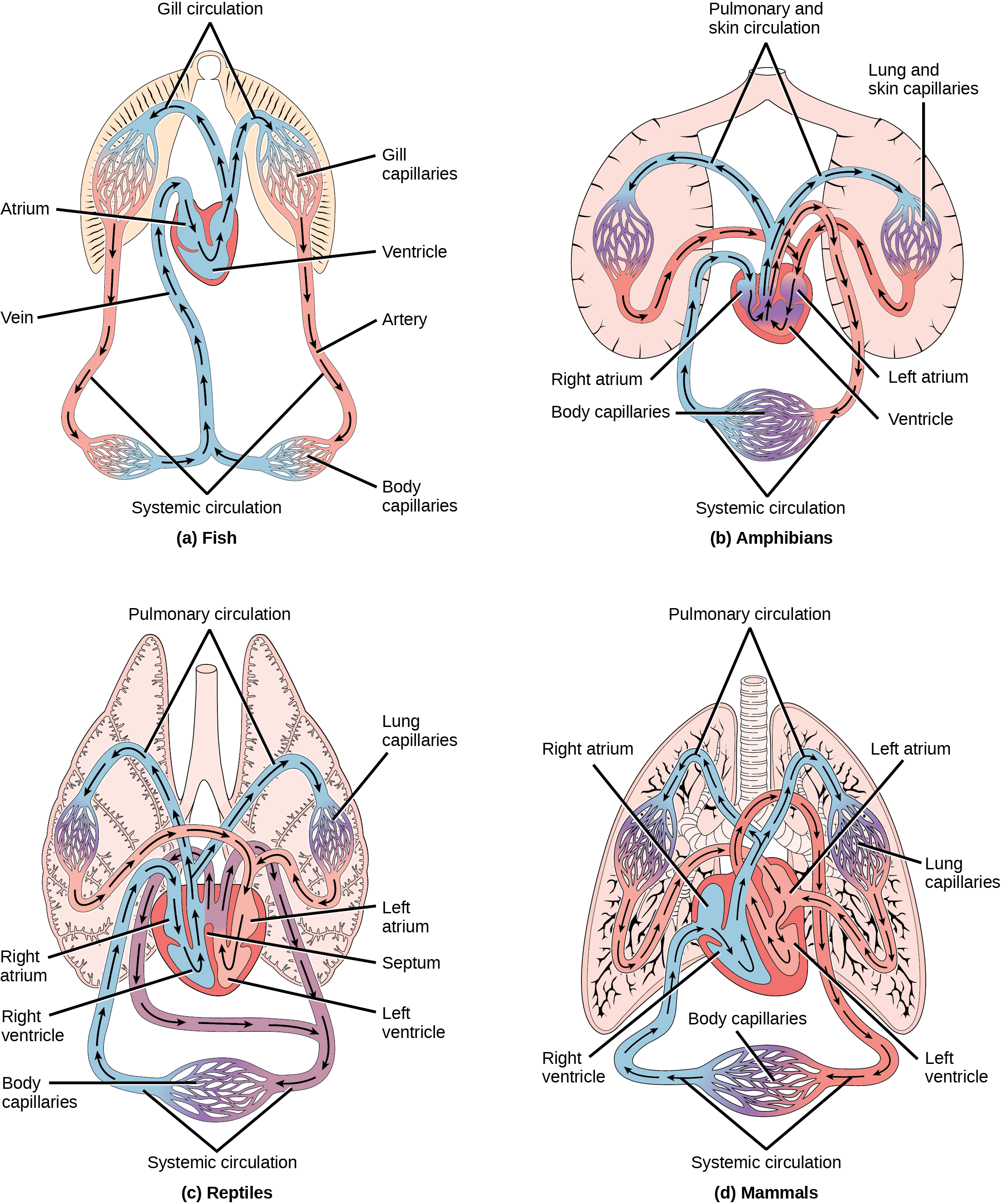 Illustration A shows the circulatory system of fish, which have a two-chambered heart with one atrium and one ventricle. Blood in systemic circulation flows from the body into the atrium, then into the ventricle. Blood exiting the heart enters gill circulation, where gases are exchanged by gill capillaries. From the gills blood re-enters systemic circulation, where gases in the body are exchanged by body capillaries. Illustration B shows the circulatory system of amphibians, which have a three-chambered heart with two atriums and one ventricle. Blood in systemic circulation enters the heart, flows into the right atrium, then into the ventricle. Blood leaving the ventricle enters pulmonary and skin circulation. Capillaries in the lung and skin exchange gases, oxygenating the blood. From the lungs and skin blood re-enters the heart through the left atrium. Blood flows into the ventricle, where it mixes with blood from systemic circulation. Blood leaves the ventricle and enters systemic circulation. Illustration C shows the circulatory system of reptiles, which have a four-chambered heart. The right and left ventricle are separated by a septum, but there is no septum separating the right and left atrium, so there is some mixing of blood between these two chambers. Blood from systemic circulation enters the right atrium, then flows from the right ventricle and enters pulmonary circulation, where blood is oxygenated in the lungs. From the lungs blood travels back into the heart through the left atrium. Because the left and right atrium are not separated, some mixing of oxygenated and deoxygenated blood occurs. Blood is pumped into the left ventricle, then into the body. Illustration D shows the circulatory system of mammals, which have a four-chambered heart. Circulation is similar to that of reptiles, but the four chambers are completely separate from one another, which improves efficiency.
