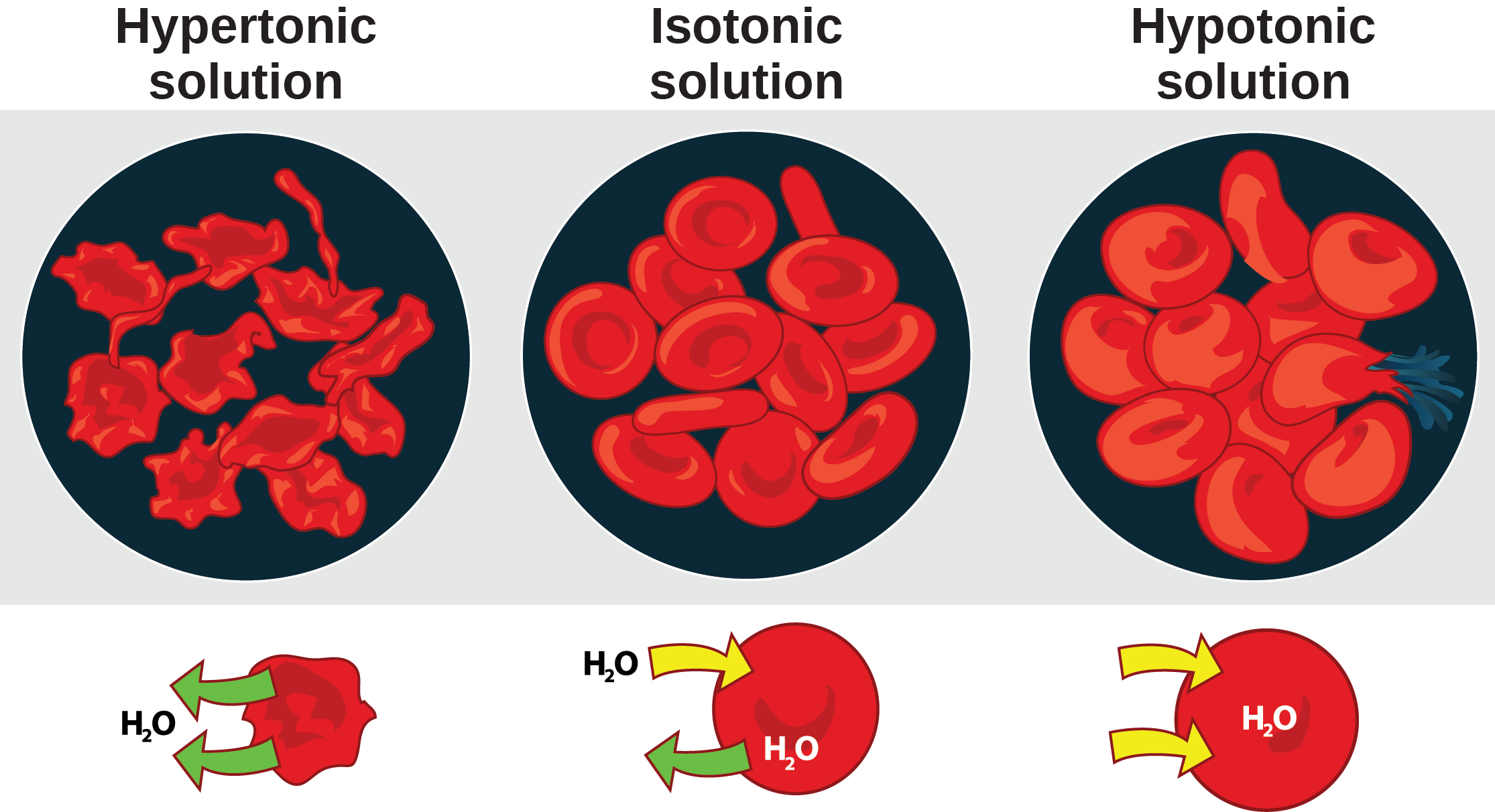 The left part of this illustration shows shriveled red blood cells bathed in a hypertonic solution. Below this, an diagram shows that upper case H subscript 2 baseline upper case O is leaving the red blood cell. The middle part shows healthy red blood cells bathed in an isotonic solution.  A diagram below this shows upper H subscript 2 baseline upper O both entering and exiting the cell.  And the right part shows bloated red blood cells bathed in a hypotonic solution. One of the bloated cells in the hypotonic solution bursts. A diagram below this shows upper H subscript 2 baseline upper O enterning the cell.