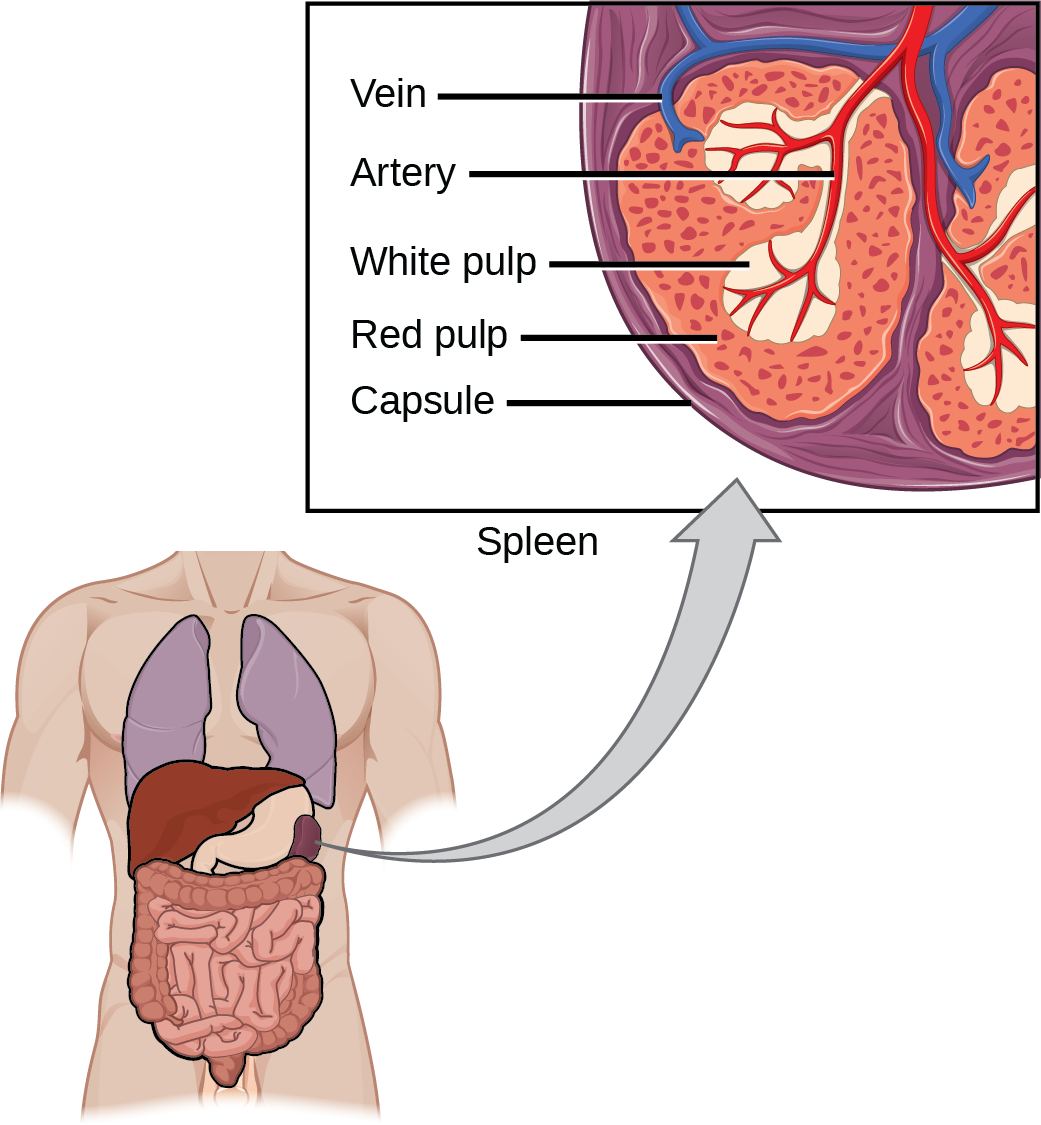Illustration shows a cross section of a part of a spleen, which is located the upper left part of the abdomen. The spleen is divided into oval quadrants. At the center of these quadrants is white pulp, and at the periphery is red pulp. Arteries extend into the white pulp. Veins connect to the red pulp. The spleen is surrounded by a membrane called a capsule.