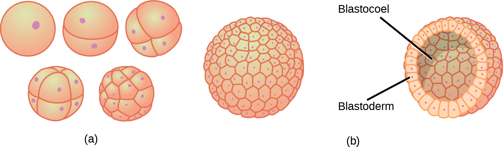 Part A illustration shows a fertilized egg divided into two, four, eight, sixteen and thirty-two cells. Part B shows a hollow ball of cells. The cells on the surface are called the blastoderm, and the hollow center is called the blastocoel.