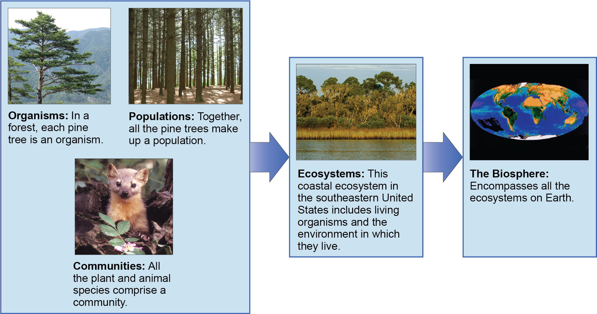 A flow chart of three boxes shows the hierarchy of living organisms. The top box is labeled Organisms, and a picture of a tree is shown; then populations, and a picture of a forest is shown; and then communities, and a picture of a marmot is shown. The second box is labeled ecosystems; and has a photograph of a body of water, behind which is a stand of tall grasses developing into more dense vegetation and trees as distance from the water increases. The third box is labeled as the biosphere; and shows a drawing of planet Earth.