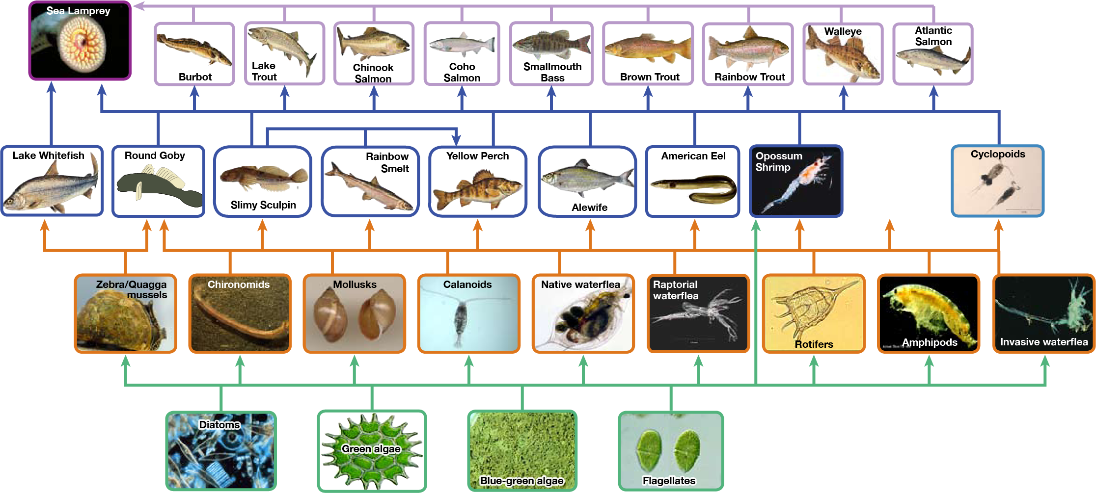The bottom level of the illustration shows primary producers, which include diatoms, green algae, blue-green algae, flagellates, and rotifers. The next level includes the primary consumers that eat primary producers. These include calanoids, waterfleas, and cyclopoids, rotifers and amphipods. The shrimp also eats primary producers. Primary consumers are in turn eaten by secondary consumers, which are typically small fish. The small fish are eaten by larger fish, the tertiary, or apex consumers. The yellow perch, a secondary consumer, eats small fish within its own trophic level. All fish are eaten by the sea lamprey. Thus, the food web is complex with interwoven layers.