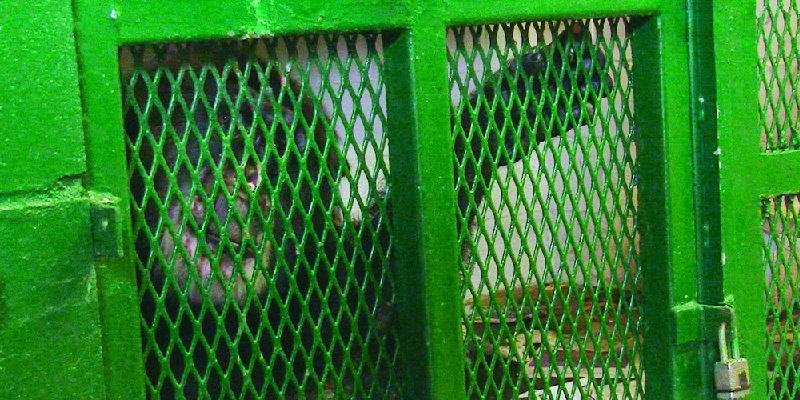 This image shows a chimpanzee locked up in a cage.