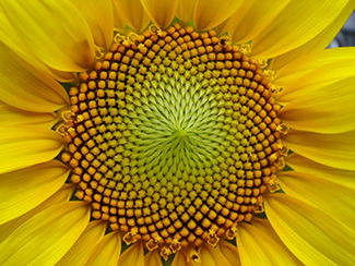 This is a photo of a sunflower, particularly the curves of the seeds at its middle. The number of spirals in each direction is always a Fibonacci number.