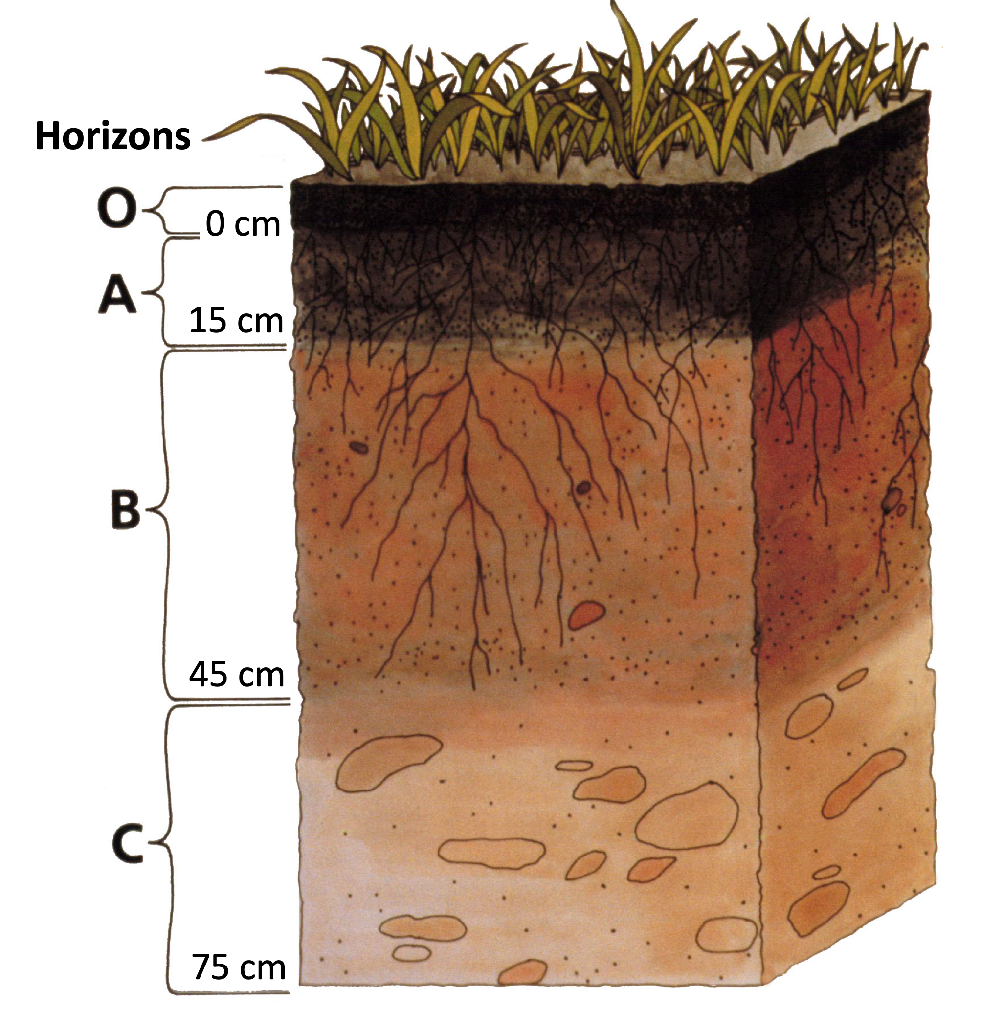 Soil profile drawing, Greatkills series, from the Soil Survey of South... |  Download Scientific Diagram