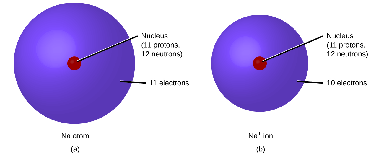 Figure A shows a sodium atom, N a, which has a nucleus containing 11 protons and 12 neutrons. The atom's surrounding electron cloud contains 11 electrons. Figure B shows a sodium ion, N a superscript plus sign. Its nucleus contains 11 protons and 12 neutrons. The ion's electron cloud contains 10 electrons and is smaller than that of the sodium atom in figure A.