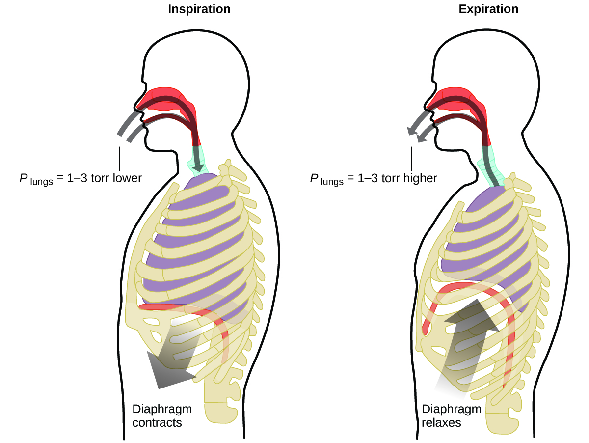 This figure contains two diagrams of a cross section of the human head and torso. The first diagram on the left is labeled 