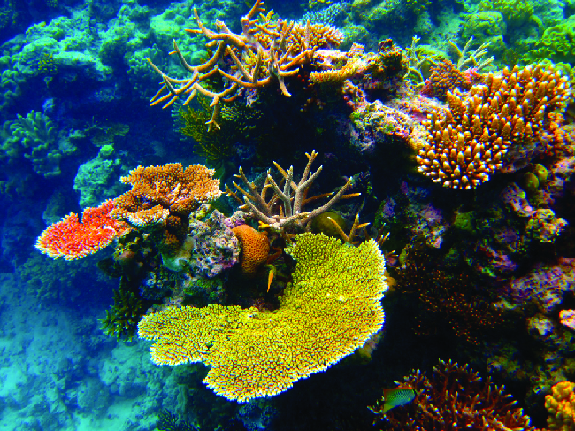 This picture shows colorful underwater corals and anemones in hues of yellow, orange, green, and brown, surrounded by water that appears blue in color.
