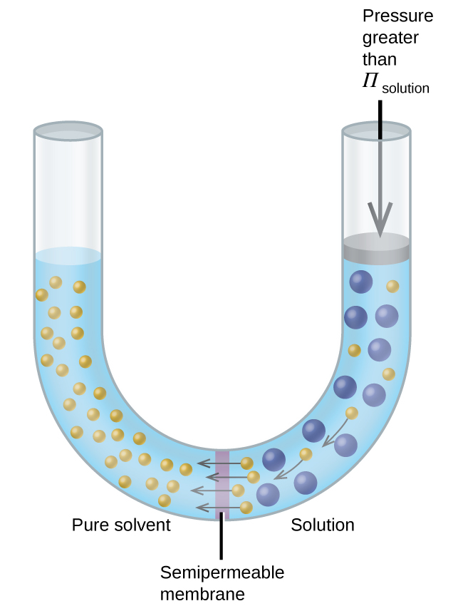 The figure shows a U shaped tube with a semi permeable membrane placed at the base of the U. Pure solvent is present and indicated by small yellow spheres to the left of the membrane. To the right, a solution exists with larger blue spheres intermingled with some small yellow spheres. At the membrane, arrows point from four small yellow spheres to the left of the membrane. On the right side of the U, there is a disk that is the same width of the tube and appears to block it. The disk is at the same level as the solution. An arrow points down from the top of the tube to the disk and is labeled, “Pressure greater than Π subscript solution.”