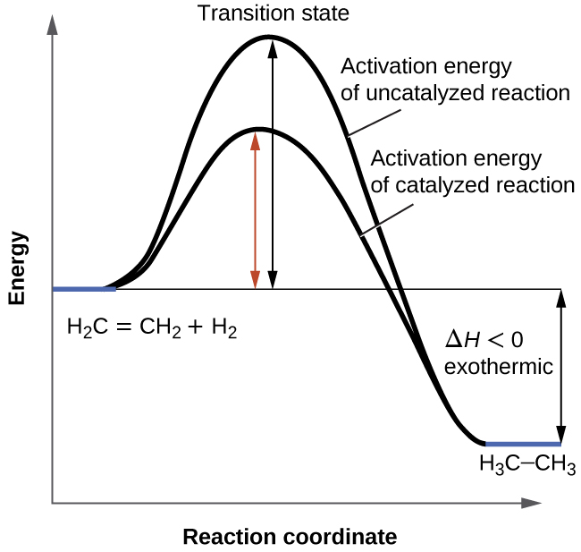 Image result for When a catalyst is added to a system at equilibrium, a decrease occurs in the A) potential energy of the reactants B) potential energy of the products C) heat of reaction D) activation energy