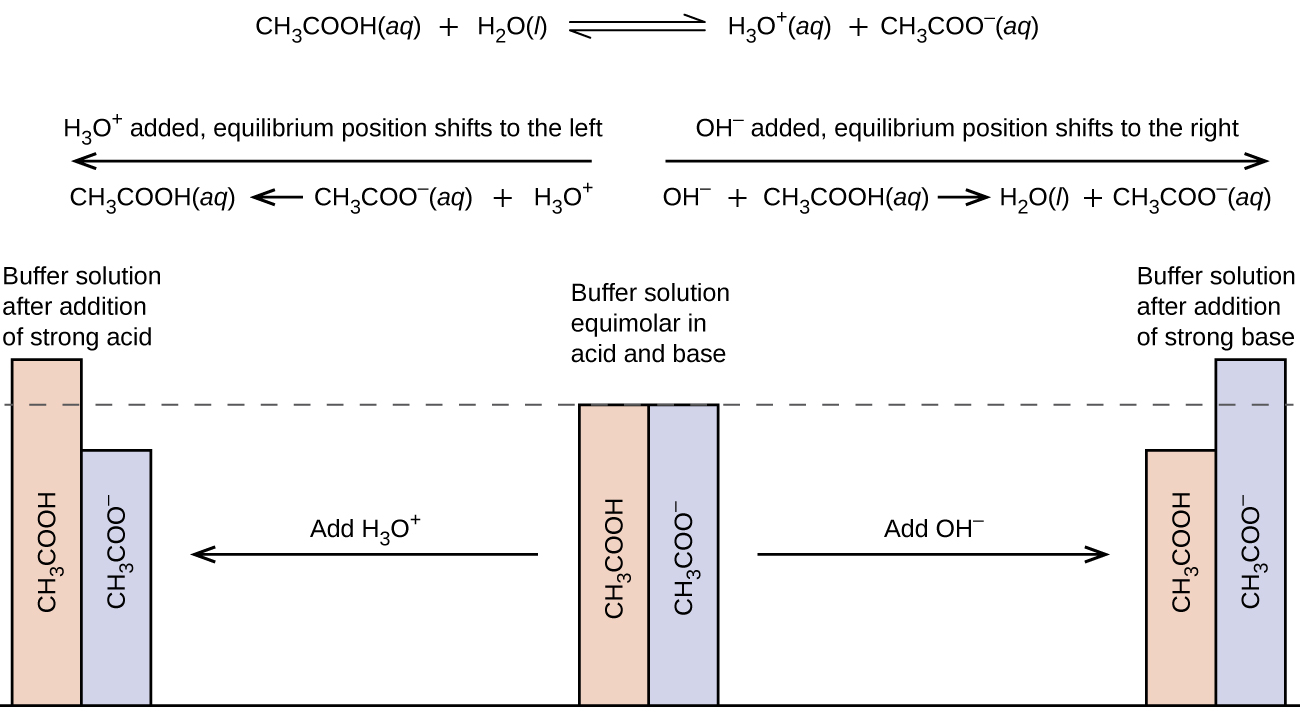 This figure begins with a chemical reaction at the top: C H subscript 3 C O O H ( a q ) plus H subscript 2 O ( l ) equilibrium arrow H subscript 3 O superscript positive sign ( a q ) plus C H subscript 3 C O O superscript negative sign ( a q ). Below this equation are two arrows: one pointing left and other pointing right. The arrow pointing left has this phrase written above it, 