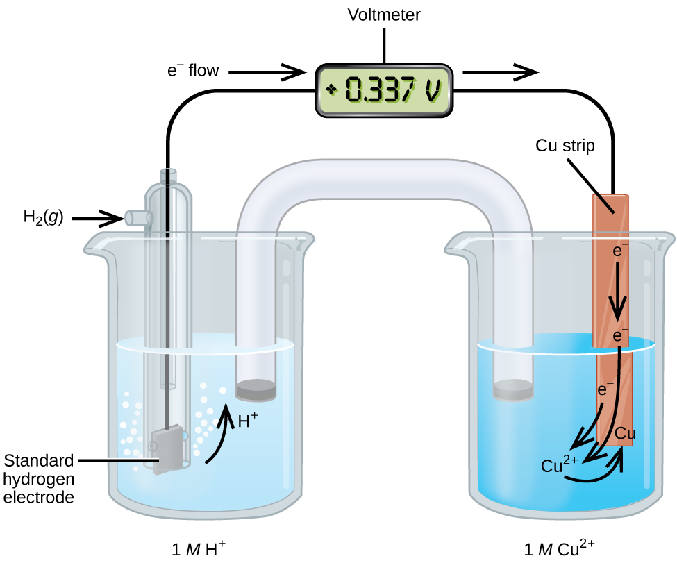 This figure contains a diagram of an electrochemical cell. Two beakers are shown. Each is just over half full. The beaker on the left contains a clear, colorless solution and is labeled below as “1 M H superscript plus.” The beaker on the right contains a blue solution and is labeled below as “1 M C u superscript 2 plus.” A glass tube in the shape of an inverted U connects the two beakers at the center of the diagram. The tube contents are colorless. The ends of the tubes are beneath the surface of the solutions in the beakers and a small grey plug is present at each end of the tube. The beaker on the left has a glass tube partially submersed in the liquid. Bubbles are rising from the grey square, labeled “Standard hydrogen electrode” at the bottom of the tube. A curved arrow points up to the right, indicating the direction of the bubbles. A black wire extends from the grey square up the interior of the tube through a small port at the top to a rectangle with a digital readout of “positive 0.337 V” which is labeled “Voltmeter.” A second small port extends out the top of the tube to the left. An arrow points to the port opening from the left. The base of this arrow is labeled “H subscript 2 ( g ).” The beaker on the right has an orange-brown strip that is labeled “C u strip” at the top. A wire extends from the top of this strip to the voltmeter. An arrow points toward the voltmeter from the left which is labeled “e superscript negative flow.” Similarly, an arrow points away from the voltmeter to the right. A curved arrow extends from the standard hydrogen electrode in the beaker on the left into the surrounding solution. The tip of this arrow is labeled “H plus.” An arrow points downward from the label “e superscript negative” on the C u strip in the beaker on the right. A second curved arrow extends from another “e superscript negative” label into the solution below toward the label “C u superscript 2 plus” in the solution. A third “e superscript negative” label positioned at the lower left edge of the C u strip has a curved arrow extending from it to the “C u superscript 2 plus” label in the solution. A curved arrow extends from this “C u superscript 2 plus” label to a “C u” label at the lower edge of the C u strip.