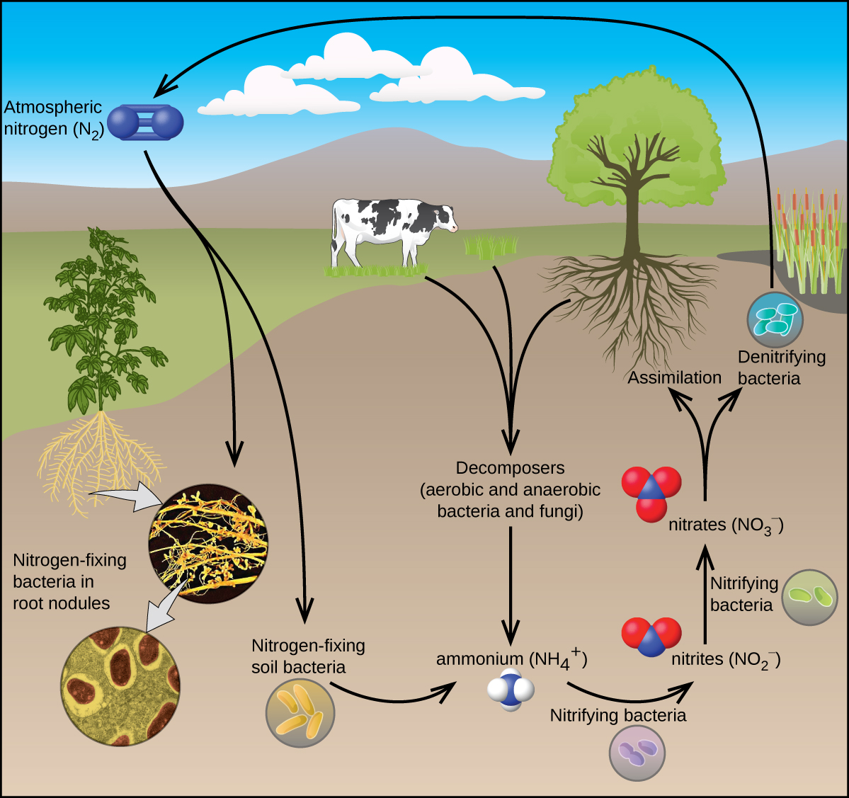 Explain Nitrogen Cycle With Flow Chart