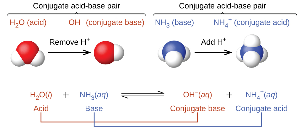 BrønstedLowry Acids and Bases Chemistry 2e