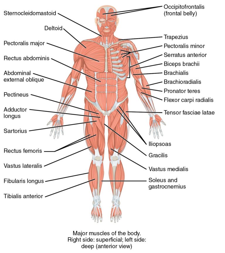 2.7 Focused Assessments – Clinical Procedures for Safer Patient Care